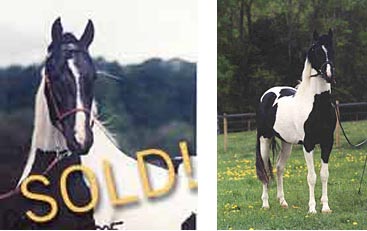 black and white pinto colt for sale